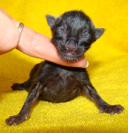    Catsvill County!   !    !       !!!    Catsvill County +7-926-544-74-09     .   ,   ,   ,    ,   ,  ,     ,   -,    ,   !